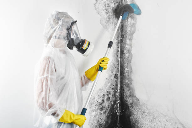 Best Mold Remediation for Vacation Homes  in Lorenz Park, NY