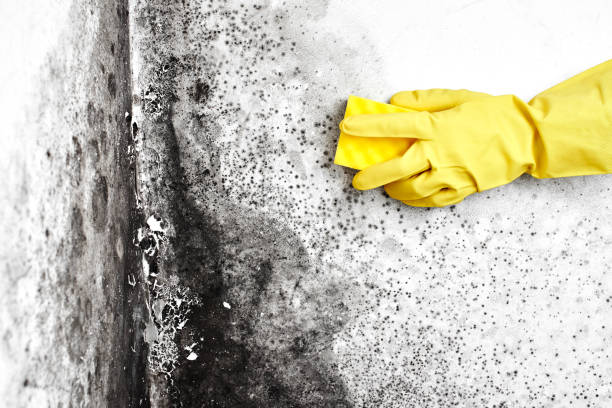Best Industrial Mold Remediation  in Lorenz Park, NY