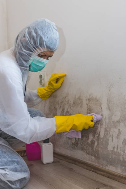  Lorenz Park, NY Mold Removal Pros