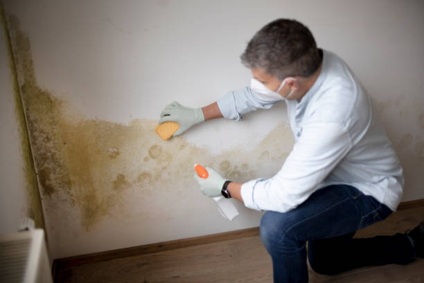 Mold Remediation for Vacation Homes in Lorenz Park, NY